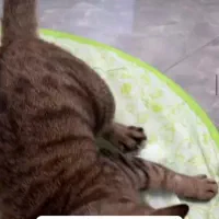 اسباب بازی سرگرمی گربه،سگ. توپ+ مت