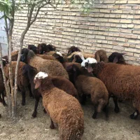 فروش بره های پروار شده|حیوانات مزرعه|مینودشت, |دیوار