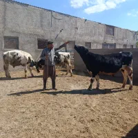 جوانه گا درجه یک