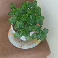 انواع گل طبیعی|گل و گیاه طبیعی|سقز, |دیوار