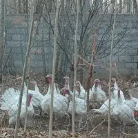 بوقلمون نر طبیعی درجه1