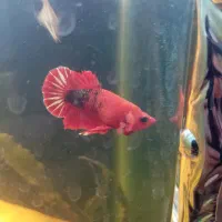 فایتر پلاکت