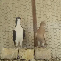 ماده زرد.طوق هفت رنگ.