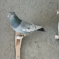 کفتر|پرنده|شیراز, سعدیه شمالی|دیوار