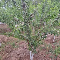 باغ-زمین-کشاورزی