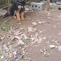 ژرمن شولاین|سگ|آستانه اشرفیه, |دیوار