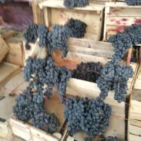 انگورشانی کردستان انگورسیاه دیمی انگور سیاه|خوردنی و آشامیدنی|تهران, میدان میوه و تره‌بار مرکزی|دیوار