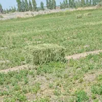 بیده  یونجه