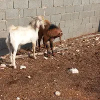 فروش بز و پازن در جم|حیوانات مزرعه|جم, |دیوار