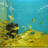 ماهی کوی ژاپنی باله بلند دو و پنج بندی