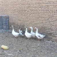 غاز