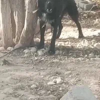 واگذاری قهدرجونی