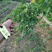 عرضه نهال گردو ژنوتیپ پربار و لیبل دار|خدمات باغبانی و درختکاری|شهمیرزاد, |دیوار
