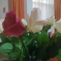 خواستار ضامن