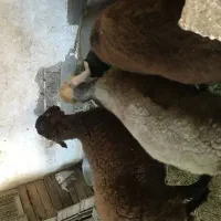 گوسفندهای افشار بروجرد