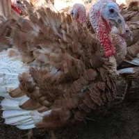 بوقلمون بوروبن|حیوانات مزرعه|کلاشی, |دیوار