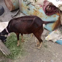 بدلیل نیاز مالی