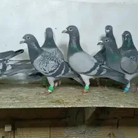 16تانرگلچین زدوخوردی همه باهم9میلیون مقطوع مقطوع