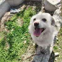 سگ ماده بازیگوش