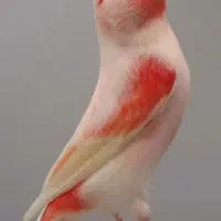 قناری