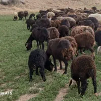 کارگر دامداری و چوپانی