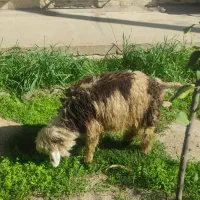 بره|حیوانات مزرعه|مسجد سلیمان, |دیوار