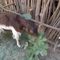 کیسه آبستن ۹۰۰۰۰۰۰|حیوانات مزرعه|جیرفت, |دیوار