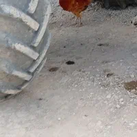 خروسجوان