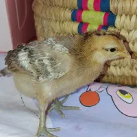 تعدادی جوجه مرغ محلی اصالت دار