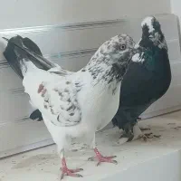 کبوتراویناق صیدکردم