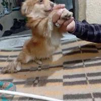 توله سگ|سگ|شیراز, شیشهگری|دیوار