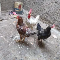 مرغ خروس جوان