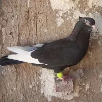 کبوتر