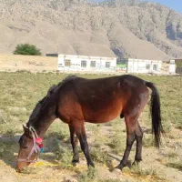 اسب نریون|اسب و تجهیزات اسبسواری|ایذه, |دیوار