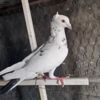 کفتر چپ|پرنده|گلبهار, نوبهار|دیوار