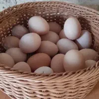 تخم مرغ محلی