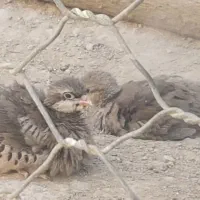 جوجه چهار ماهه پرورشی|پرنده|گیلان غرب, |دیوار