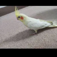 عروس هلندی