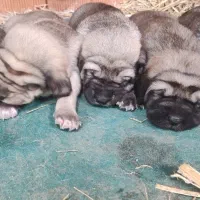 توله سگ پژدر عراقی