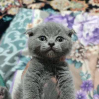 گربه اسکاتیش بلو