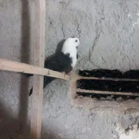 کبوترکلاغ ماده