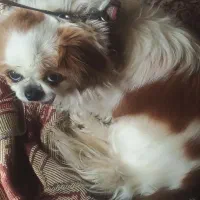 واگذاری شی واوا