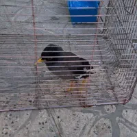 مرغ مینا جوجه|پرنده|فسا, |دیوار