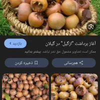 ازگیل وپرتقال شما را به قیمت مناسب خریداریم|خدمات باغبانی و درختکاری|اسالم, |دیوار