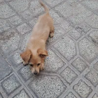 فروشی|سگ|بم, |دیوار