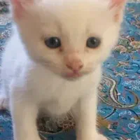 بچه گربه