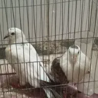 کبوتر