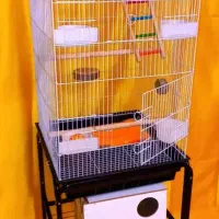 عروس هلندی البینو همراه جوجه