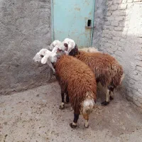 بره نر افشاری