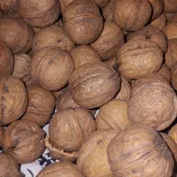 گردو محلی